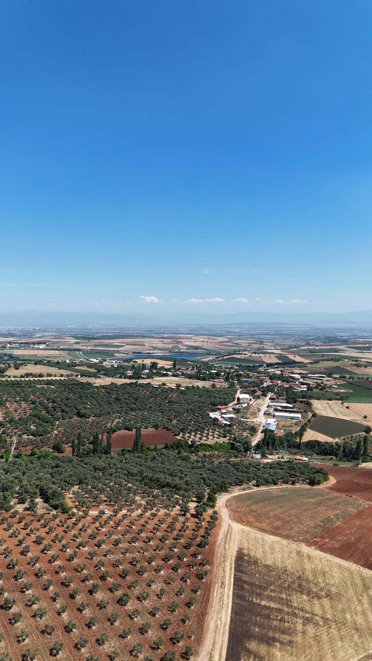 Bursa Karacabey Doğla Mahallesi 1.800 m2 Zeytinlik